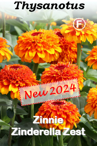 Zinnie Zinderella Zest 20 Samen